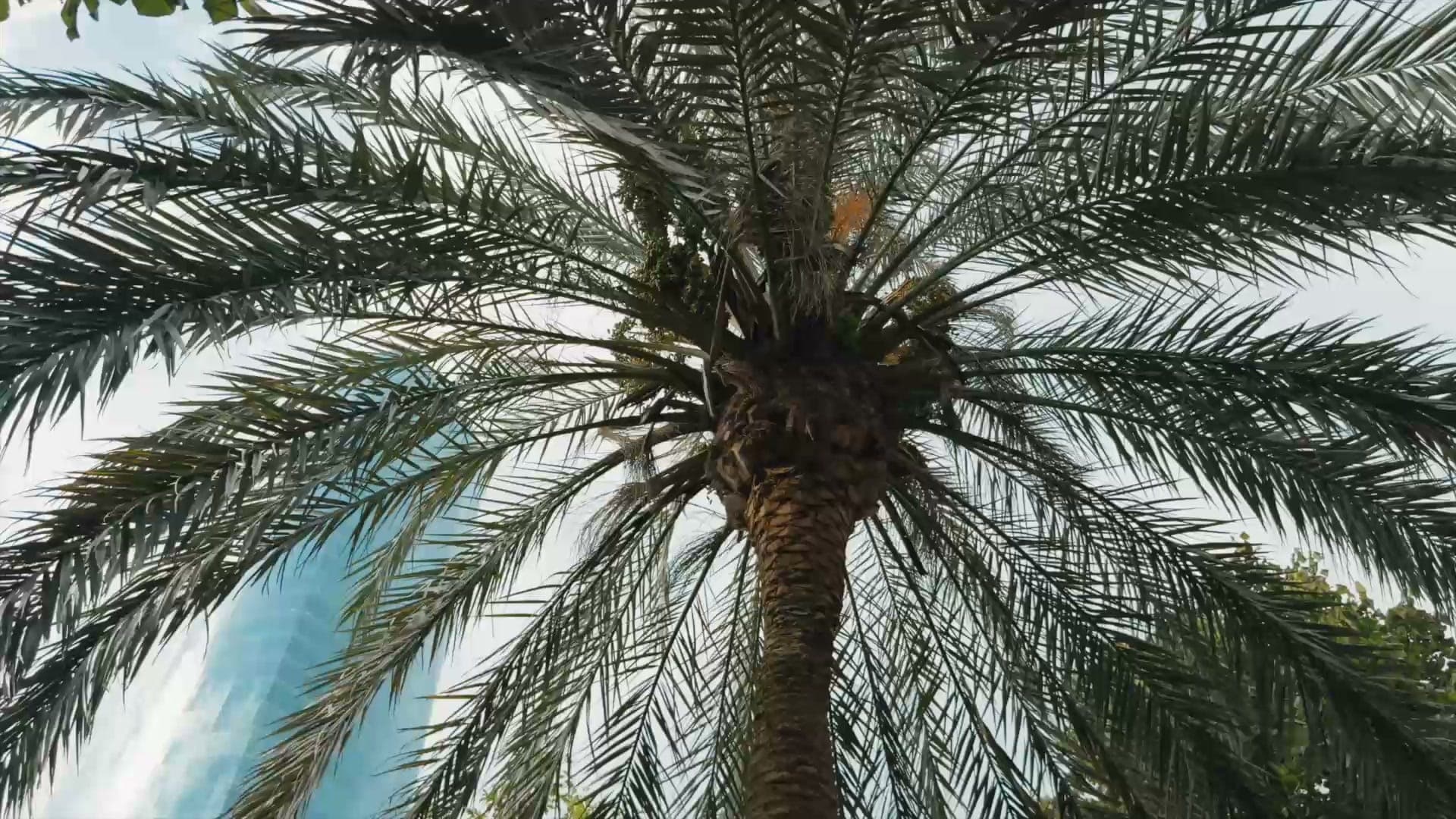 Palmera vista desde abajo, con el cielo entre las palmas