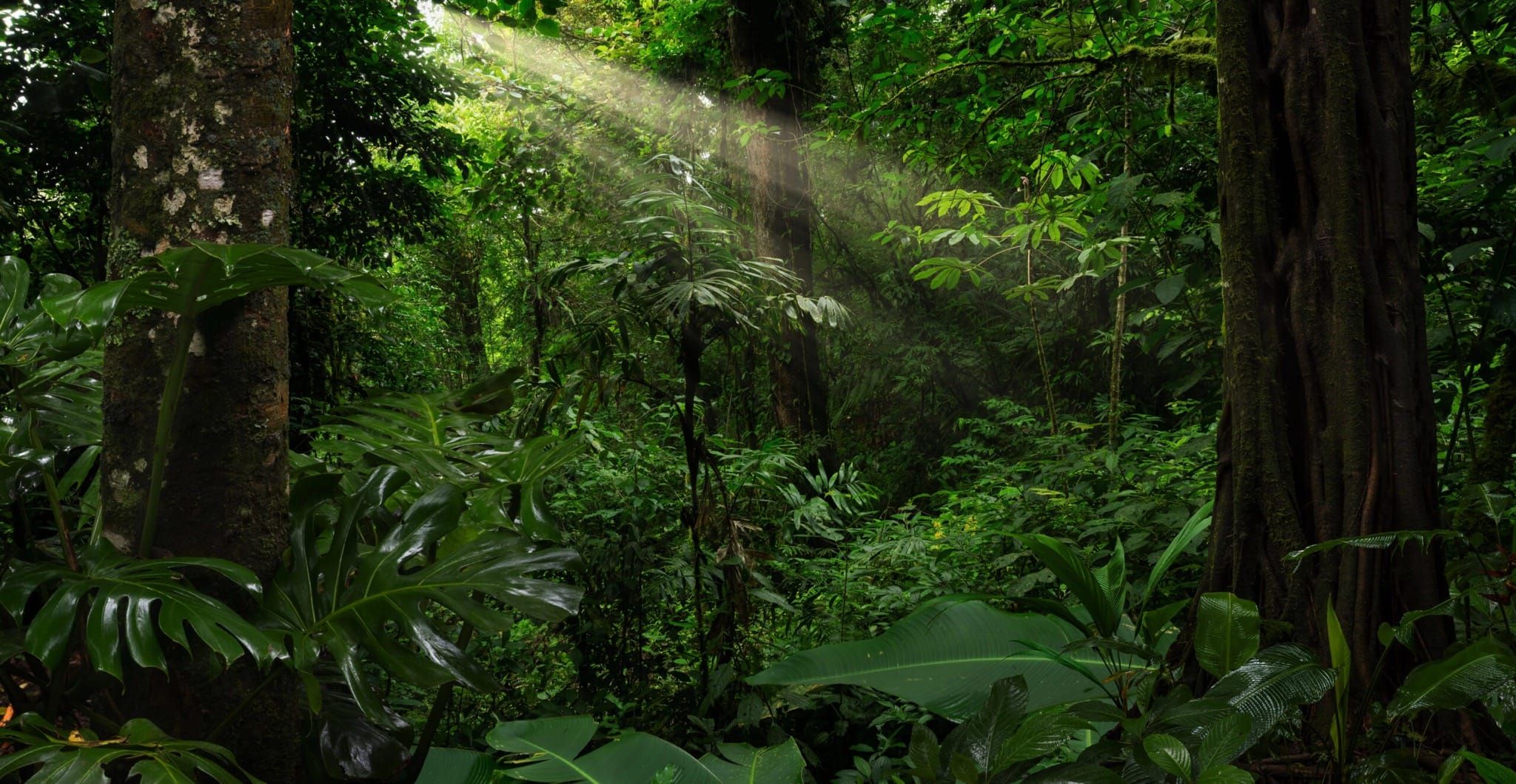 Amazonia inspiración