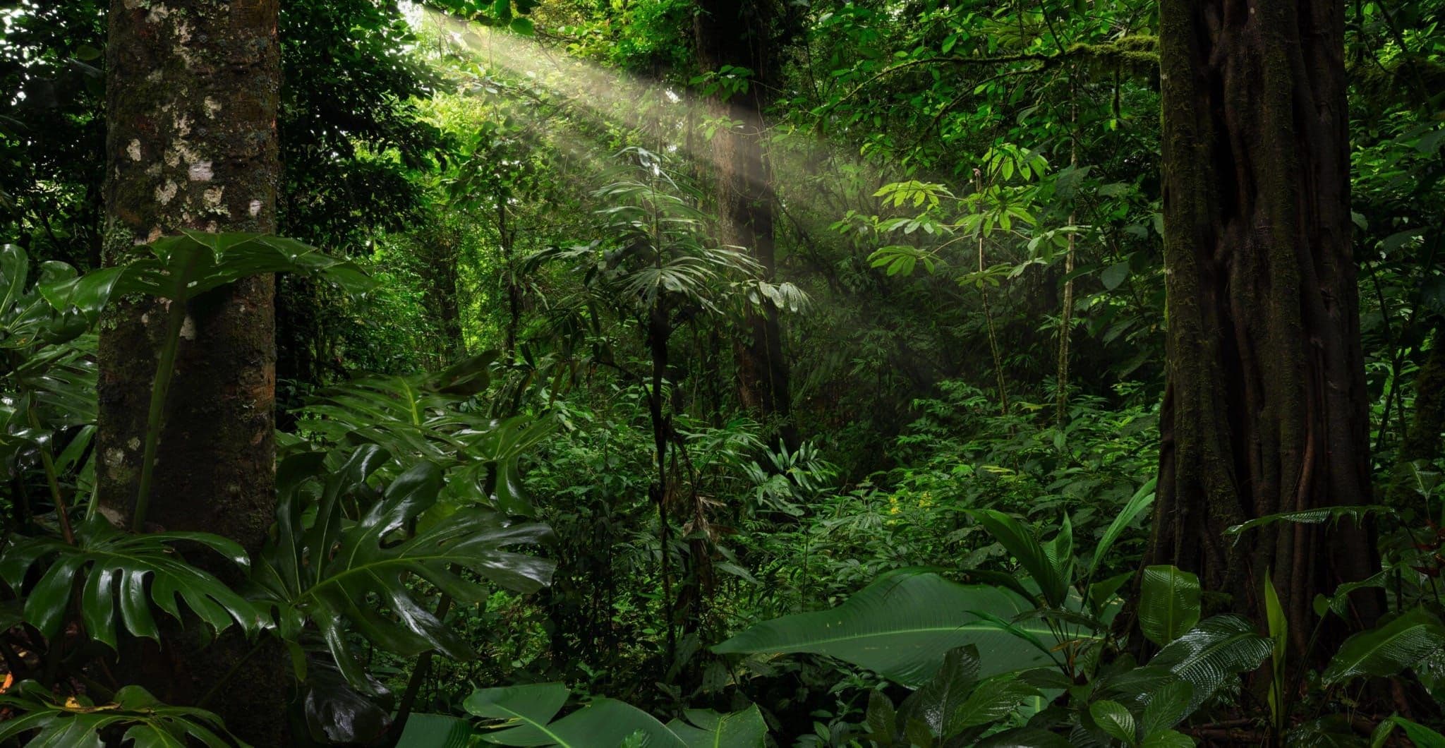 Amazonia inspiración