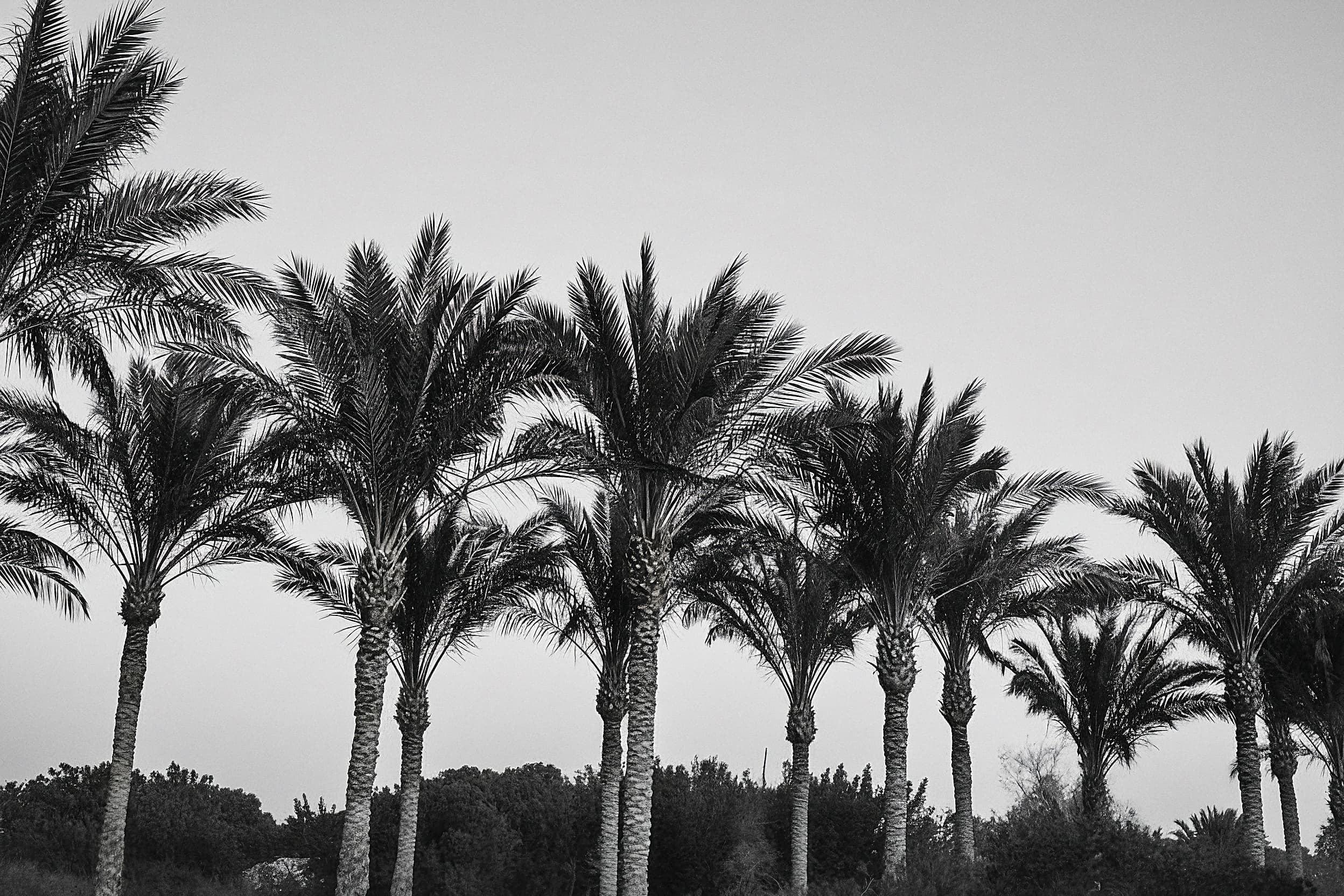 Casa Palmeral inspiración